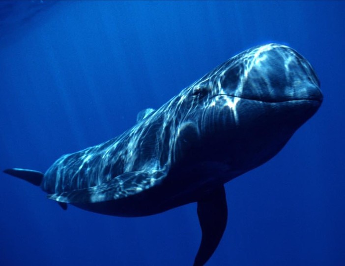 Stasera a Ceriale appuntamento con ‘Fossili e Balene’, conferenza con videoproiezione sui Cetacei ed il Santuario Pelagos Stasera a Ceriale appuntamento con ‘Fossili e Balene’, conferenza con videoproiezione sui Cetacei ed il Santuario Pelagos
