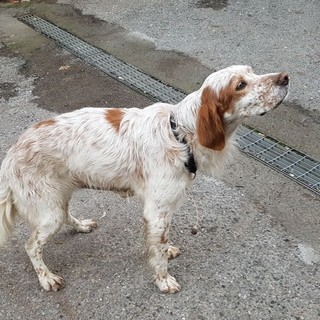 Sanremo: i Rangers d'Italia salvano un cane in difficoltà nel torrente San Romolo