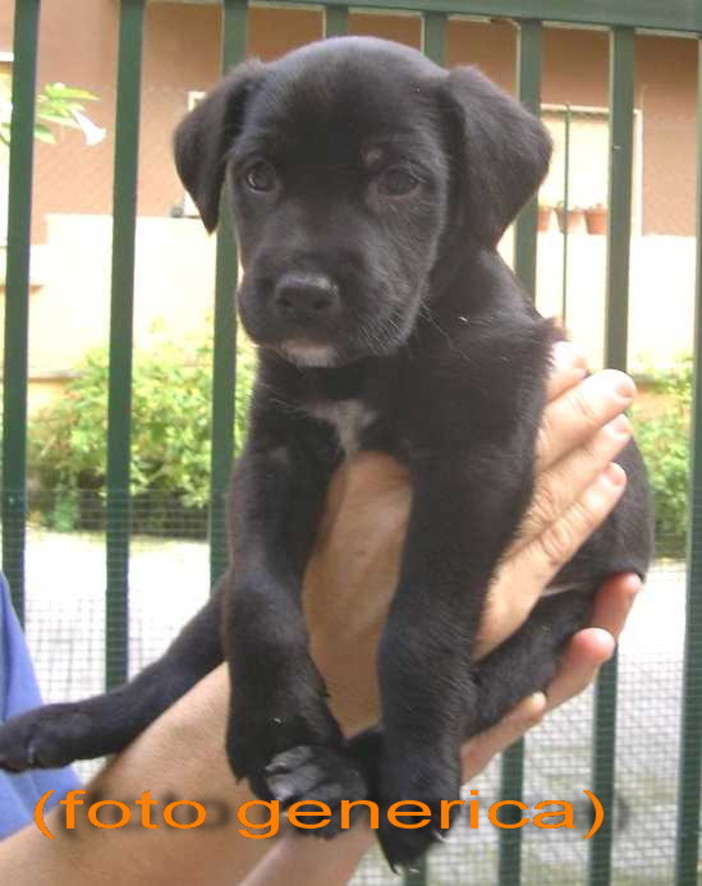 Imperia:nel fine settimana  tornano i "Concerti delle Logge"