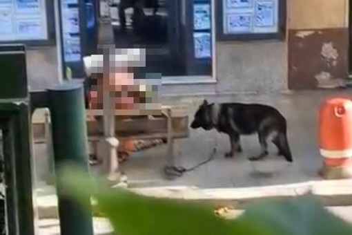 Sanremo, l'allarme dei residenti: “Cane legato alla catena e strattonato”. Polizia locale monitora la situazione