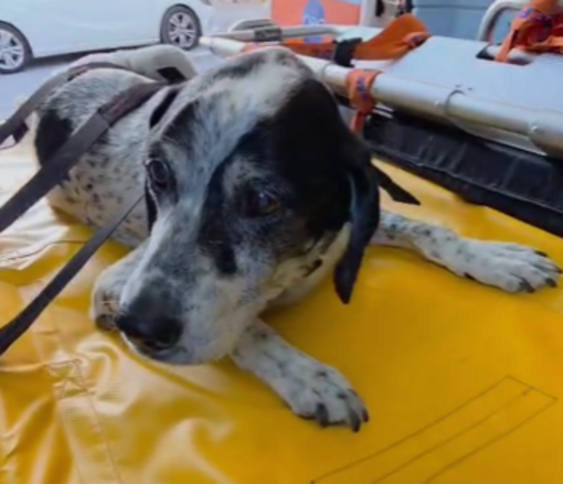 Ventimiglia, otto interventi in un giorno: cinque cani e tre gatti soccorsi da Ambulanze Veterinarie