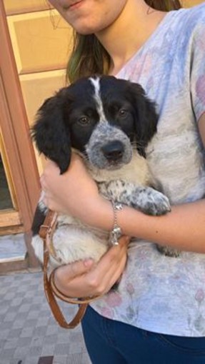 Imperia: una cagnolina abbandonata in braccio a due ragazzine. Ora si trova al canile "La Cuccia" Imperia: una cagnolina abbandonata in braccio a due ragazzine. Ora si trova al canile "La Cuccia"