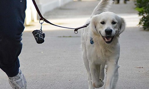 Soldano: giro di vite per i proprietari dei cani, il Sindaco Cassini emette un’ordinanza, animali a passeggio ma in maniera responsabile