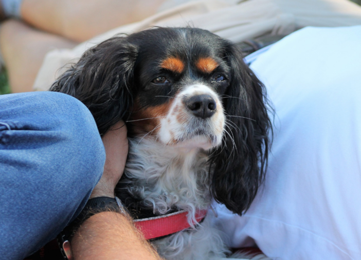 Spesa per le cure degli animali da affezione, un ordine del giorno del Pd per garantire un contribuito agli over 65 Spesa per le cure degli animali da affezione, un ordine del giorno del Pd per garantire un contribuito agli over 65