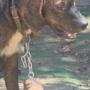Sanremo, aveva un collare con attaccato un pezzo di tronco di legno penzolante: salvato un cane Sanremo, aveva un collare con attaccato un pezzo di tronco di legno penzolante: salvato un cane