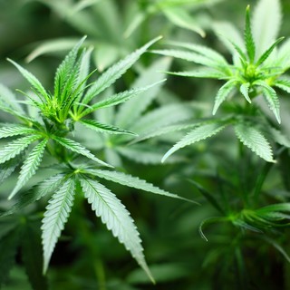 Uno studio Usa testa componenti della Cannabis contro il Covid: negozio di Ventimiglia regala 2 grammi