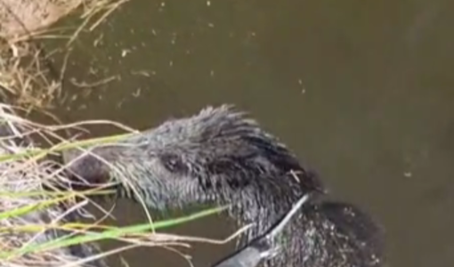 Apricale, cade in una vasca irrigua: cinghiale salvato da Ambulanze Veterinarie Odv e vigili del fuoco
