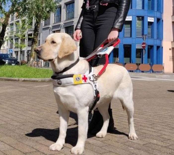 Il Lions Club Ventimiglia acquista un cane guida: la consegna sarà a Santo Stefano al Mare (Foto) Il Lions Club Ventimiglia acquista un cane guida: la consegna sarà a Santo Stefano al Mare (Foto)