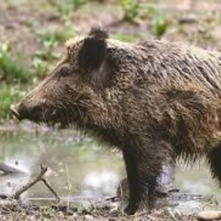 Ungulati in Liguria, il vicepresidente Piana: "Intensificato il depopolamento"