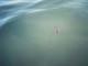 A Santo Stefano al mare sono tornati i cavallucci marini: un colpo di fortuna ma anche di responsabilità per chi li avvista