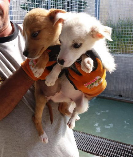 Sanremo: canile &quot;Pluto's Residence&quot; bellissimi cuccioli cercano nuove famiglie