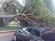 Ventimiglia: crollo di un albero, il sindaco Ioculano ha disposto la chiusura straordinaria dei Giardini Tommaso Reggio