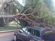 Ventimiglia: abbattimento dei pini ai giardini pubblici, parla il perito “Alberi e radici rovinati dagli interventi dell’uomo” (Video)
