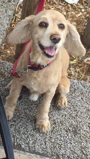 Arma di Taggia, smarrito sull'A10 il piccolo cocker Sangha: l'appello dei proprietari per ritrovarlo (foto)