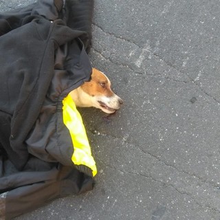 Imperia: cagnolino investito alla rotonda di Caramagna, soccorso dal servizio veterinario dell'Asl (foto)