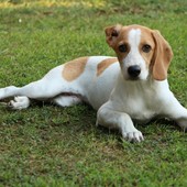 Cagnolina Tabata Cagnolina Tabata