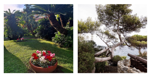 Cura e attenzione per il verde a Bordighera, Ingenito: "E' in corso il trattamento endoterapico per prevenire la processionaria" (Foto)