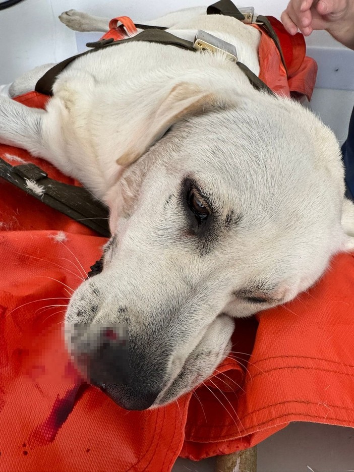 Ventimiglia, cane investito in mezzo alla strada: salvato da Ambulanze Veterinarie Ventimiglia, cane investito in mezzo alla strada: salvato da Ambulanze Veterinarie