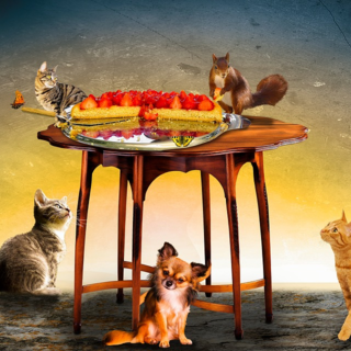 Dieta vegana anche per cani e gatti? Dieta vegana anche per cani e gatti?