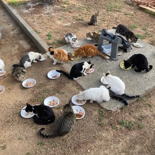 Taggia: colonie feline, volontarie chiedono al Comune i contributi per le sterilizzazioni "C'è una legge regionale, basta applicarla come fanno altrove"