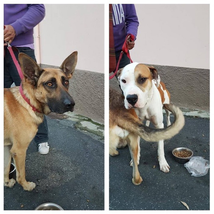 Sanremo: zona Bussana trovati due cani per la strada, si cercano i proprietari
