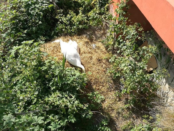 Ventimiglia: preoccupazione per i cigni alla foce del Roja, pare siano due femmine, alcuni cittadini ne chiedono il trasferimento