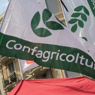 Decreto per aiutare le aziende agricole del Ponente Ligure rimaste a corto di acqua, soddisfazione per Confagricoltura
