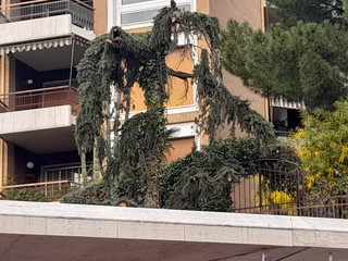 Cedro in corso Cavallotti dopo potatura estrema