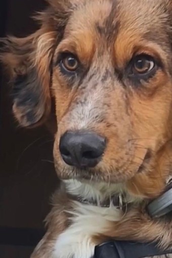 Tragico rogo di Taggia, la carcassa del cane rimossa solo oggi. Accademia Kronos: "Lasciato lì 3 giorni come se fosse un pezzo di legno bruciato"