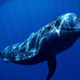 Stasera a Ceriale appuntamento con ‘Fossili e Balene’, conferenza con videoproiezione sui Cetacei ed il Santuario Pelagos