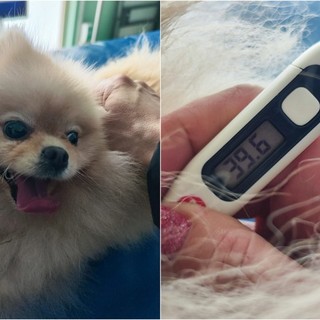 Ventimiglia, cane in gravi condizioni: salvato da Ambulanze Veterinarie Odv e polizia locale (Foto) Ventimiglia, cane in gravi condizioni: salvato da Ambulanze Veterinarie Odv e polizia locale (Foto)