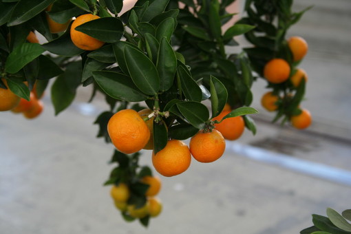 Domani pomeriggio conferenza di Alessandro Carassale al Museo Bicknell sulla storia della coltivazione del chinotto in terra ligure Domani pomeriggio conferenza di Alessandro Carassale al Museo Bicknell sulla storia della coltivazione del chinotto in terra ligure