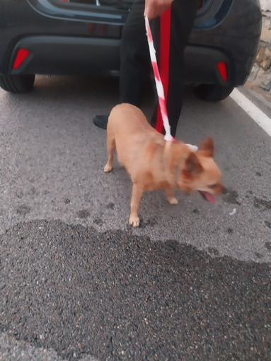 Sanremo, trovato cagnolino in zona San Giacomo: è stato preso in consegna dal canile Sanremo, trovato cagnolino in zona San Giacomo: è stato preso in consegna dal canile