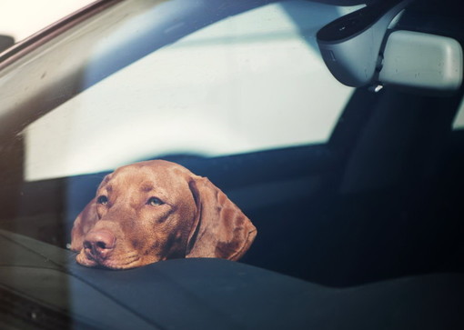 Animali in auto, Nova Kronos lancia l’allarme: “Mai lasciarli soli, il caldo può uccidere” Animali in auto, Nova Kronos lancia l’allarme: “Mai lasciarli soli, il caldo può uccidere”