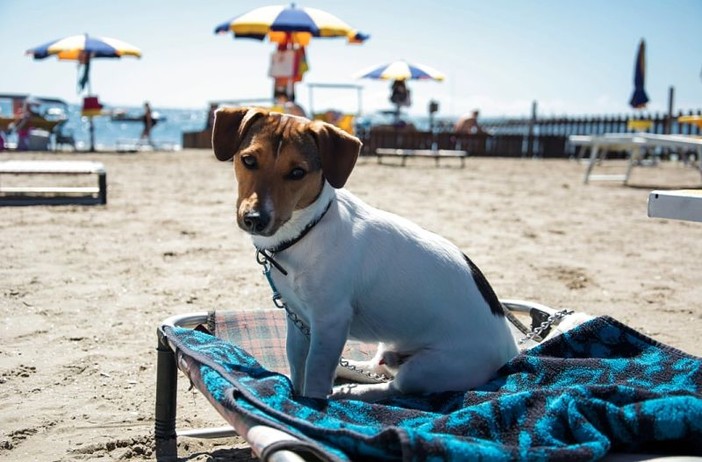 A Diano Marina arriva la spiaggia per i cani: il consiglio comunale approva il regolamento