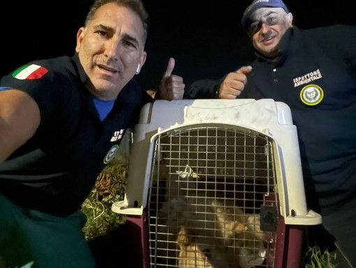Diano Marina: il fuggitivo Leon recuperato e messo in salvo, una storia a lieto fine grazie ad Asl e Accademia Kronos (foto)