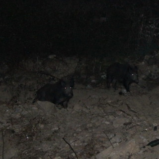 Sanremo: un nostro lettore lancia l'allarme "Molti cinghiali vicini alle case di zona San Giovanni!"