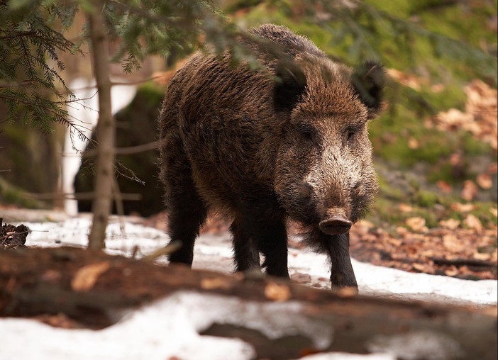 Esteso in Liguria a tutto il mese di gennaio 2021 il periodo di caccia al cinghiale