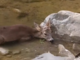 Taggia, capriolo precipita da un ponte: salvato da Ambulanze Veterinarie e vigili del fuoco Taggia, capriolo precipita da un ponte: salvato da Ambulanze Veterinarie e vigili del fuoco