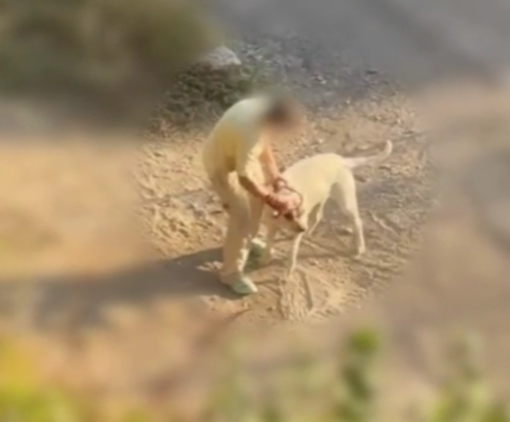 Maltrattamento di animale in val Nervia, "cane colpito ripetutamente in un video": Ambulanze Veterinarie presenta un esposto Maltrattamento di animale in val Nervia, "cane colpito ripetutamente in un video": Ambulanze Veterinarie presenta un esposto