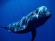 Stasera a Ceriale appuntamento con ‘Fossili e Balene’, conferenza con videoproiezione sui Cetacei ed il Santuario Pelagos