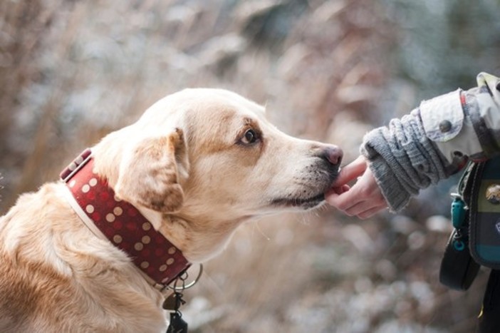 Quali sono i diversi tipi di cibo per cani?