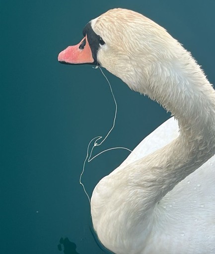 Sanremo: cigno soccorso a Portosole, aveva un amo in bocca e della lenza attorcigliata ad una zampa