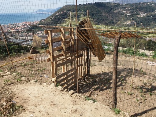 Ventimiglia: situazione difficile e rischio chiusura del canile, raccolta fondi della Lega del Cane Ventimiglia: situazione difficile e rischio chiusura del canile, raccolta fondi della Lega del Cane