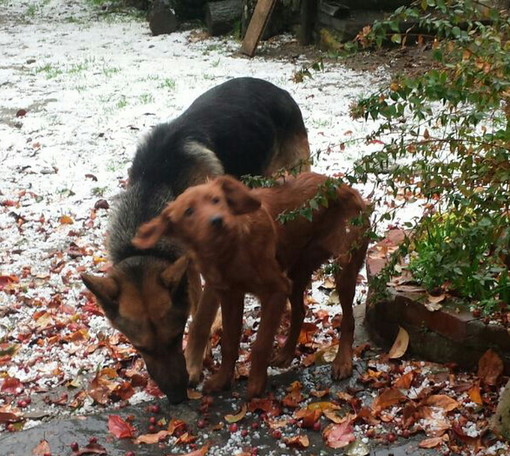 Valle Argentina: i cani Laika e Lupo oggi sono tornati a casa