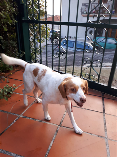 Trovato cane per la strada Borghetto - Vallebona, si cercano i proprietari (foto) Trovato cane per la strada Borghetto - Vallebona, si cercano i proprietari (foto)