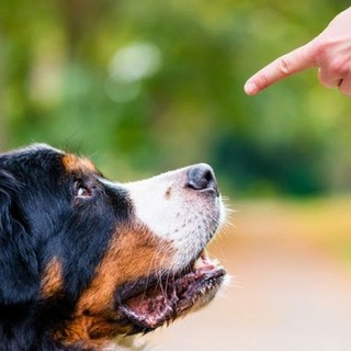 Addestramento cani: come imparare a gestire i comportamenti di Fido Addestramento cani: come imparare a gestire i comportamenti di Fido