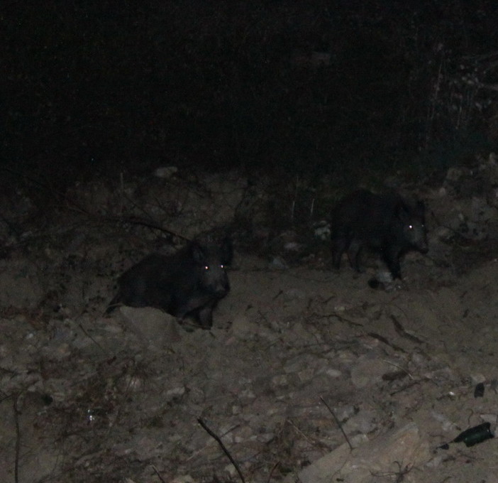 Sanremo: un nostro lettore lancia l'allarme "Molti cinghiali vicini alle case di zona San Giovanni!"