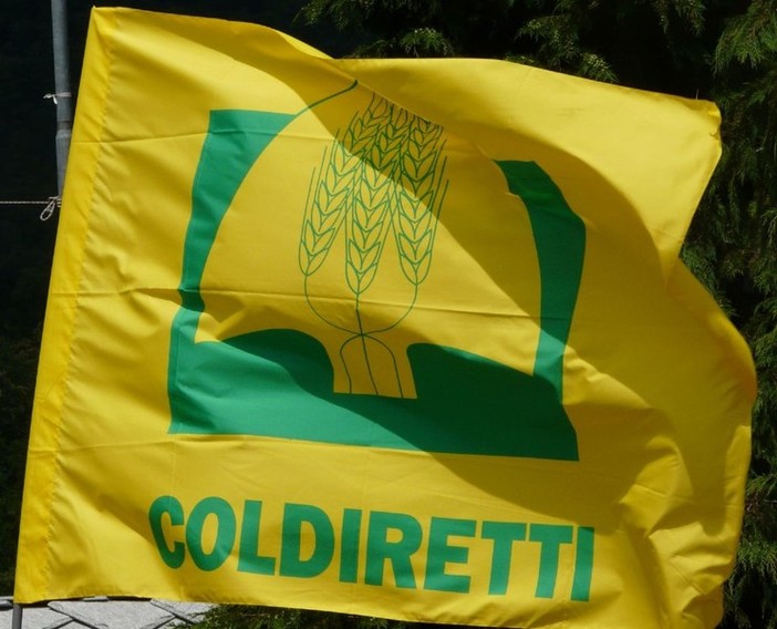 Olio e trasparenza: Coldiretti Liguria denuncia le distorsioni del mercato europeo Olio e trasparenza: Coldiretti Liguria denuncia le distorsioni del mercato europeo