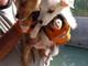 Sanremo: canile &quot;Pluto's Residence&quot; bellissimi cuccioli cercano nuove famiglie